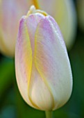 PASHLEY MANOR GARDEN  EAST SUSSEX  SPRING : CLOSE UP OF THE FLOWER OF TULIP WENDY LOVE