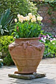 PASHLEY MANOR GARDEN  EAST SUSSEX  SPRING : TERRACOTTA CONTAINER PLANTED WITH TULIP WENDY LOVE