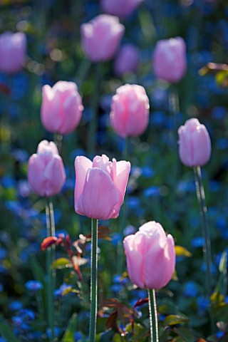 PASHLEY_MANOR_GARDEN__EAST_SUSSEX__SPRING__CLOSE_UP_OF_THE_PINK_FLOWERS_OF_TULIP_PINK_DIAMOND_WITH_F