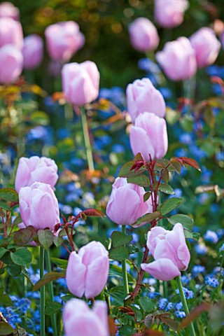 PASHLEY_MANOR_GARDEN__EAST_SUSSEX__SPRING__CLOSE_UP_OF_THE_PINK_FLOWERS_OF_TULIP_PINK_DIAMOND_WITH_F