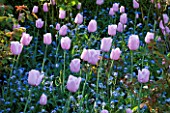 PASHLEY MANOR GARDEN  EAST SUSSEX  SPRING : CLOSE UP OF THE PINK FLOWERS OF TULIP PINK DIAMOND WITH FORGET-ME-NOTS