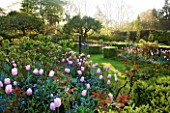 PASHLEY MANOR GARDEN  EAST SUSSEX  SPRING : THE BOX GARDEN PLANTED WITH THE PINK FLOWERS OF TULIP PINK DIAMOND  AND BLUE FORGET-ME-NOTS