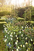 PASHLEY MANOR GARDEN  EAST SUSSEX  SPRING : THE BOX GARDEN PLANTED WITH TULIPS AND ROSES