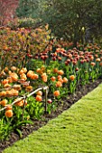 PASHLEY MANOR GARDEN  EAST SUSSEX  SPRING : EARLY MORNING LIGHT ON A LONG BORDER FILLED WITH TULIP FREEMAN   ABU HASSAN AND HERMAN EMNIK