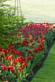 PASHLEY MANOR GARDEN  EAST SUSSEX  SPRING : EARLY MORNING LIGHT ON A BORDER PLANTED WITH RED TULIPS WITH SCULPTURE MR BENNETS DAUGHTER  BY PHILIP JACKSON BESIDE A HA HA