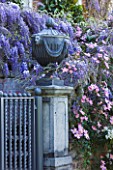 PASHLEY MANOR GARDEN  EAST SUSSEX  SPRING : LEAD URN ON PEDETAL SURROUNDED BY WISTERIA AND CLEMATIS MONTANA RUBENS