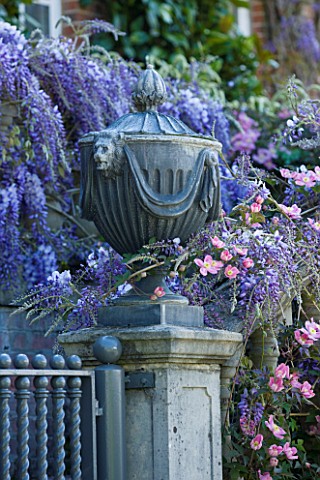 PASHLEY_MANOR_GARDEN__EAST_SUSSEX__SPRING__LEAD_URN_ON_PEDETAL_SURROUNDED_BY_WISTERIA_AND_CLEMATIS_M