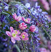 PASHLEY MANOR GARDEN  EAST SUSSEX  SPRING : PLANTING COMBINATION IN PINK AND PURPLE (CLIMBERS)  - CLEMATIS MONTANA RUBENS AND WISTERIA