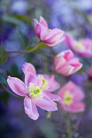 PASHLEY_MANOR_GARDEN__EAST_SUSSEX__SPRING__PLANTING_COMBINATION_IN_PINK_AND_PURPLE_CLIMBERS___CLEMAT