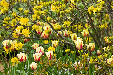 PASHLEY_MANOR_GARDEN__EAST_SUSSEX__SPRING__PLANTING_COMBINATION__YELLOW_AND_RED_TULIP_WORLD_EXPRESSI