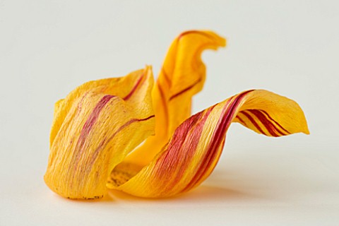 CLOSE_UP_OF_THE_DECAYING_FLOWER_OF_THE_DARWIN_TULIP_JULIETTE