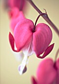 CLOSE UP OF THE PINK FLOWER OF DICENTRA SPECTABILIS (BLEEDING HEART)