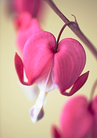 CLOSE_UP_OF_THE_PINK_FLOWER_OF_DICENTRA_SPECTABILIS_BLEEDING_HEART