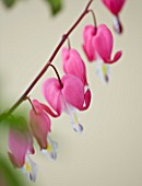 CLOSE UP OF THE PINK FLOWERS OF DICENTRA SPECTABILIS (BLEEDING HEART)