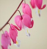 CLOSE UP OF THE PINK FLOWERS OF DICENTRA SPECTABILIS (BLEEDING HEART)
