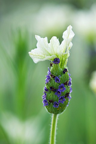 CLOSE_UP_OF_THE_FLOWER_OF_LAVANDULA_TIARA_LAVENDER__SCENTED