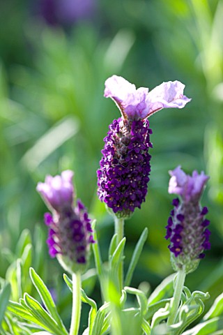 CLOSE_UP_OF_THE_FLOWER_OF_LAVANDULA_DEVONSHIRE_COMPACT_LAVENDER__SCENTED