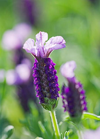 CLOSE_UP_OF_THE_FLOWER_OF_LAVANDULA_DEVONSHIRE_COMPACT_LAVENDER__SCENTED