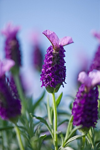 CLOSE_UP_OF_THE_FLOWER_OF_LAVANDULA_STOECHAS_PURPLE_WINGS_LAVENDER__SCENTED