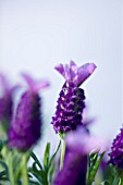 CLOSE UP OF THE FLOWER OF LAVANDULA STOECHAS PURPLE WINGS (LAVENDER  SCENTED)