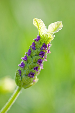CLOSE_UP_OF_THE_FLOWER_OF_LAVANDULA_STOECHAS__PRETTY_POLLY__LAVENDER__SCENTED
