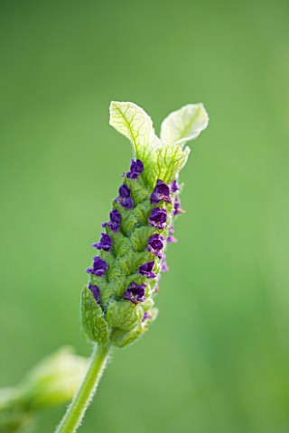 CLOSE_UP_OF_THE_FLOWER_OF_LAVANDULA_STOECHAS__PRETTY_POLLY__LAVENDER__SCENTED