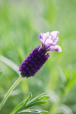 CLOSE_UP_OF_THE_FLOWER_OF_LAVANDULA_STOECHAS_DEVONSHIRE_COMPACT_LAVENDER__SCENTED