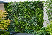 CHELSEA FLOWER SHOW 2009: ECO CHIC URBAN GARDEN BY KATE GOULD SPONSORED BY HELIOS. LIVING WALL WITH FERNS AND LAMIUM