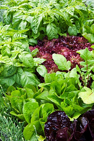 CHELSEA_FLOWER_SHOW_2009_FRESHLY_PREPPED_GARDEN_BY_ARALIA_CLOSE_UP_OF_BABY_LETTUCE_LEAVES_AND_BASIL_