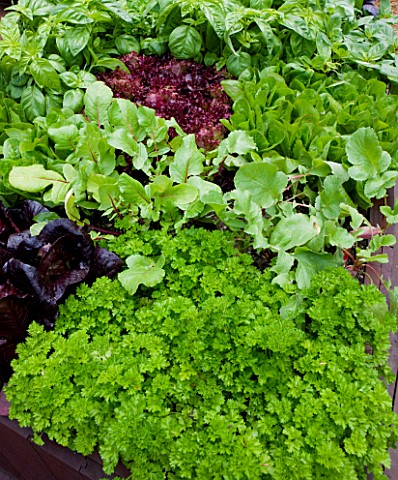 CHELSEA_FLOWER_SHOW_2009_FRESHLY_PREPPED_GARDEN_BY_ARALIA_CLOSE_UP_OF_PARSLEY_AND_BABY_LETTUCE_LEAVE