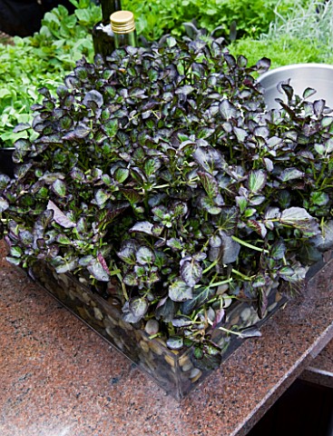 CHELSEA_FLOWER_SHOW_2009_FRESHLY_PREPPED_GARDEN_BY_ARALIA_OUTDOOR_KITCHEN_WITH_PURPLE_WATERCRESS_IN_