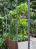 CHELSEA FLOWER SHOW 2009:  FRESHLY PREPPED GARDEN BY ARALIA. OUTDOOR KITCHEN WITH COLANDERS USED AS HANGING BASKETS PLANTED WITH STRAWBERRIES
