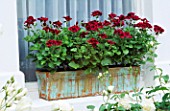 REGAL PELARGONIUM LORD BUTE IN BLUE AND GOLD PAINTED WINDOW BOX. DESIGNER: ANTHONY NOEL