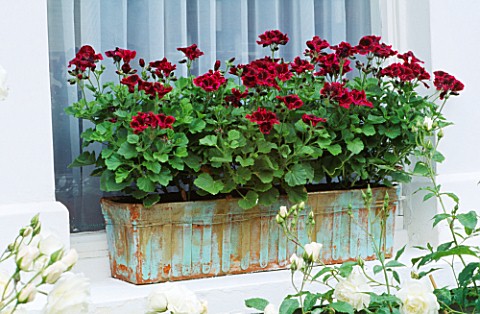 REGAL_PELARGONIUM_LORD_BUTE_IN_BLUE_AND_GOLD_PAINTED_WINDOW_BOX_DESIGNER_ANTHONY_NOEL