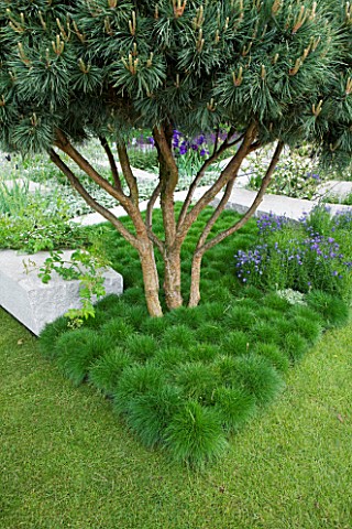 CHELSEA_FLOWER_SHOW_2009_THE_DAILY_TELEGRAPH_GARDEN_BY_ULF_NORDFJELL_DETAIL_OF_CLIPPED_PINUS_SYLVEST