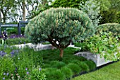 CHELSEA FLOWER SHOW 2009: THE DAILY TELEGRAPH GARDEN BY ULF NORDFJELL. DETAIL OF CLIPPED PINUS SYLVESTRIS WATERERI UNDERPLANTED WITH GRASSES