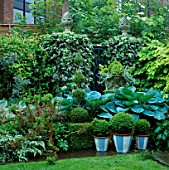 SHADE PLANTING: URN SURROUNDED BY HOSTA SIEBOLDIANA ELEGANS & BOX BALLS IN PAINTED CONTAINERS.  HUMULUS LUPULUS AND HEDERA COVER TRELLIS IN B/G. DESIGNER: ANTHONY NOEL