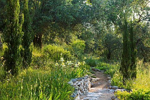 PRIVATE_VILLA__CORFU__GREECE_DESIGN_BY_ALITHEA_JOHNS__A_PATH_PASSES_BESIDE__IRISES_IN_THE_WOODLAND