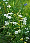THE ROU ESTATE  CORFU: WILDFLOWERS INCLUDING THE WHITE FLOWERS OF ORLAYA GRANDIFLORA
