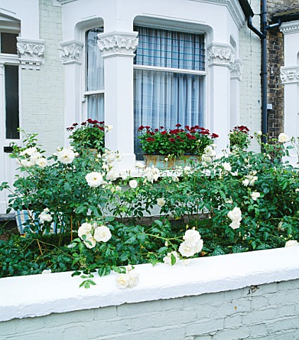 ICEBERG_ROSES_AND_WINDOW_BOXES_WITH_PELARGONIUM_LORD_BUTE_17__FULHAM_PARK_GARDENS__LONDON_DESIGNER_A