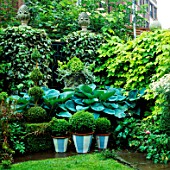 SHADE PLANTING: STONE URN  HOSTA SIEBOLDIANA ELEGANS AND BOX BALLS IN PAINTED CONTAINERS. GOLDEN HOP AND HEDERA COVER TRELLIS IN B/G. DESIGNER: ANTHONY NOEL