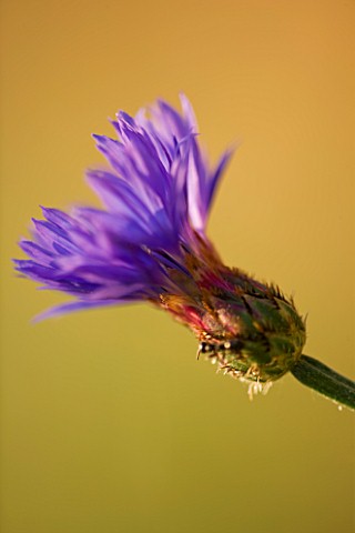 THE_ROU_ESTATE__CORFU_WILDFLOWER__CLOSE_UP_OF_SCABIOUS_