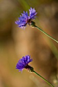 THE ROU ESTATE  CORFU: WILDFLOWER - CLOSE UP OF SCABIOUS ?