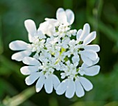 THE ROU ESTATE  CORFU: CLOSE UP OF THE WHITE FLOWER OF ORLAYA GRANIFLORA - THE WHITE LACE FLOWER