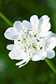 THE ROU ESTATE  CORFU: CLOSE UP OF THE WHITE FLOWER OF ORLAYA GRANIFLORA - THE WHITE LACE FLOWER