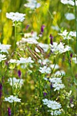 THE ROU ESTATE  CORFU: THE WHITE FLOWERS OF ORLAYA GRANIFLORA - THE WHITE LACE FLOWER