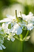 THE ROU ESTATE  CORFU: A GREEN GRASSHOPPER ON THE WHITE FLOWER OF ORLAYA GRANIFLORA - THE WHITE LACE FLOWER