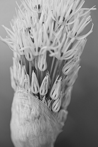 THE_ROU_ESTATE__CORFU_A_BLACK_AND_WHITE_IMAGE_OF_THE_EMERGING_BUDS_OF_THE_WHITE_FLOWER_OF_ALLIUM_MOU