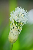 THE ROU ESTATE  CORFU: THE EMERGING BUDS OF THE WHITE FLOWER OF ALLIUM MOUNT EVEREST
