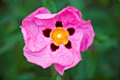 THE ROU ESTATE  CORFU: THE PINK FLOWER OF CISTUS PURPUREUS